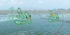 Plankton and Photosynthesis: Essential Concepts for Shrimp farmer