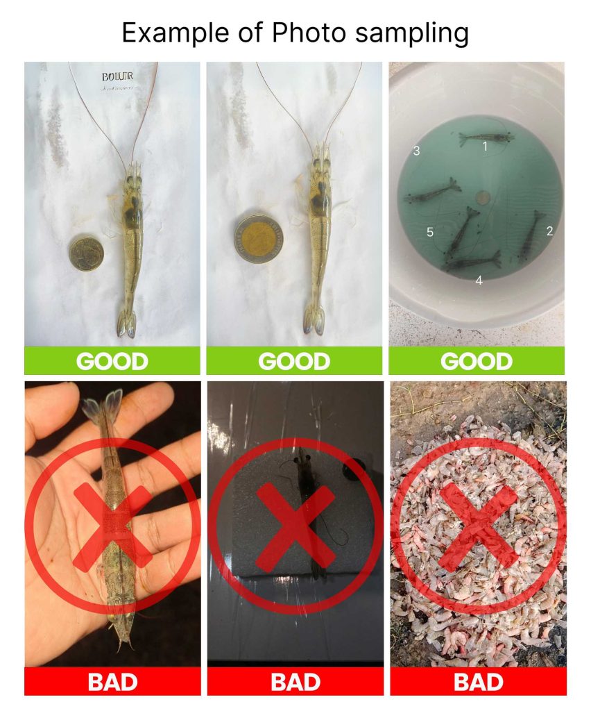 How to take a sample photo using shrimps and a coin 